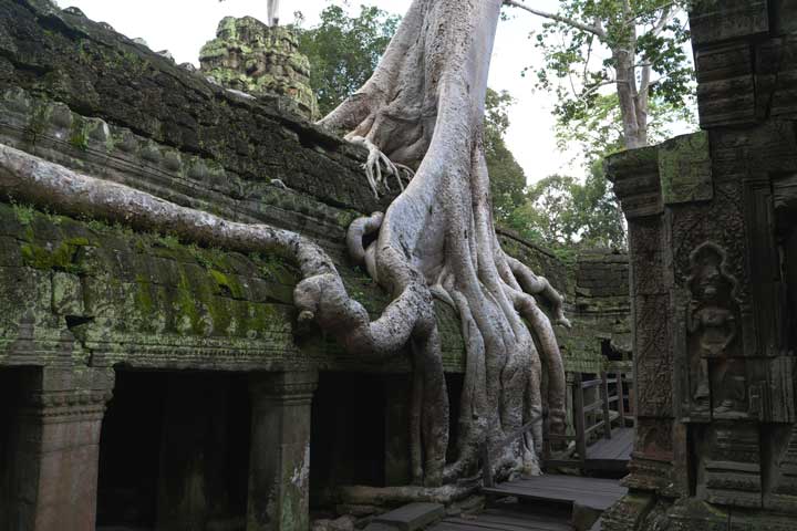 Ta Prohm – The Jungle Temple