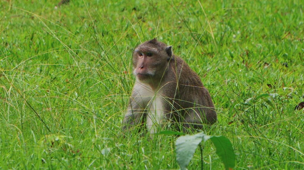 Monkey at Bayon Temple area