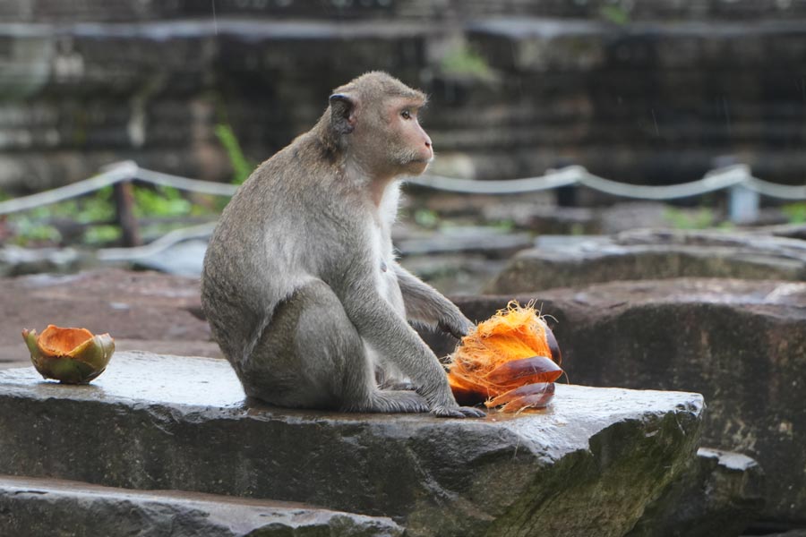 Monkey eats palm fruit at Bayon Temple